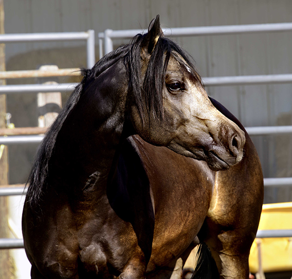Black Hawke 2011 Blue Roan Stallion ~ Homozygous Roan ~ Standing at Stud